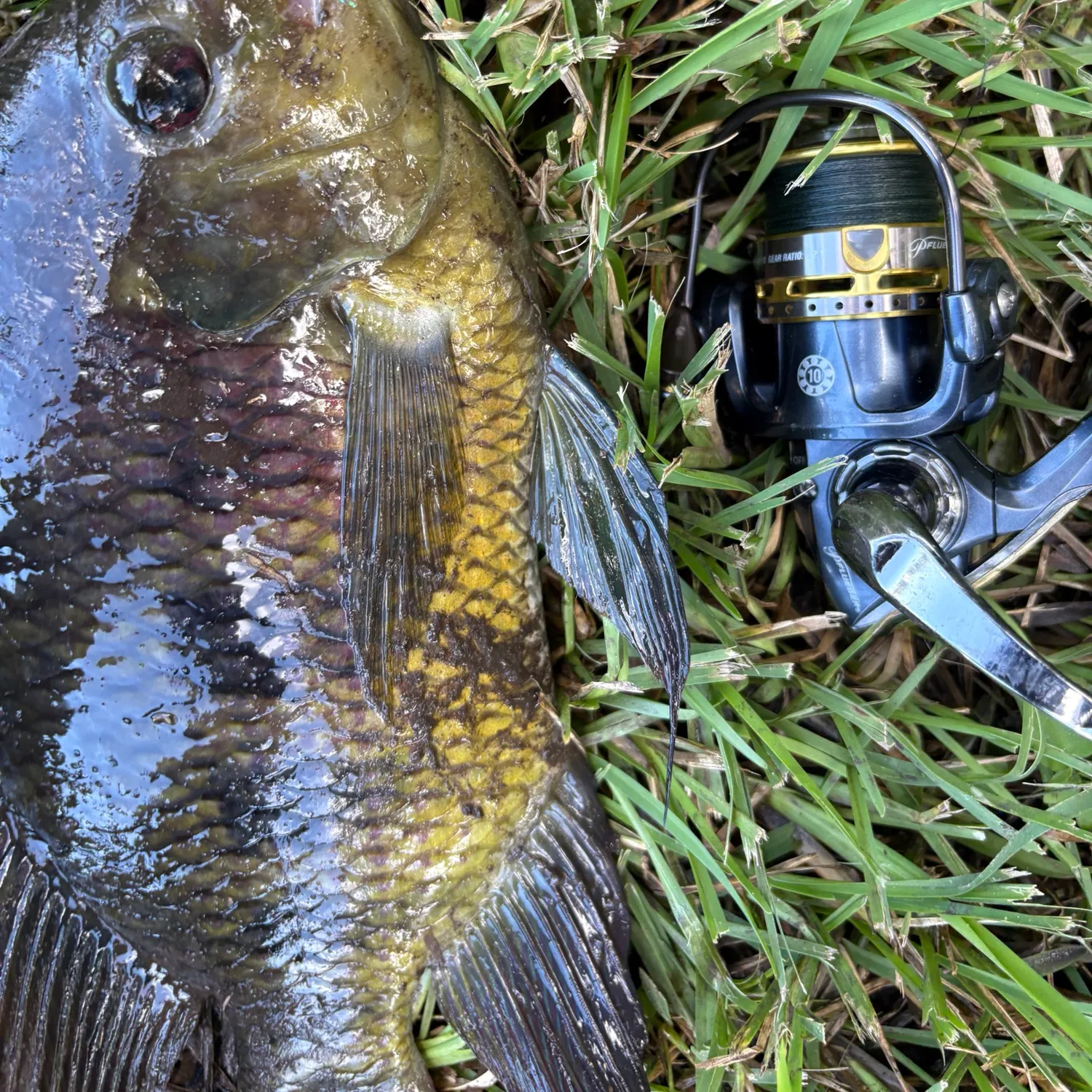 Spotted tilapia caught on Fishbrain