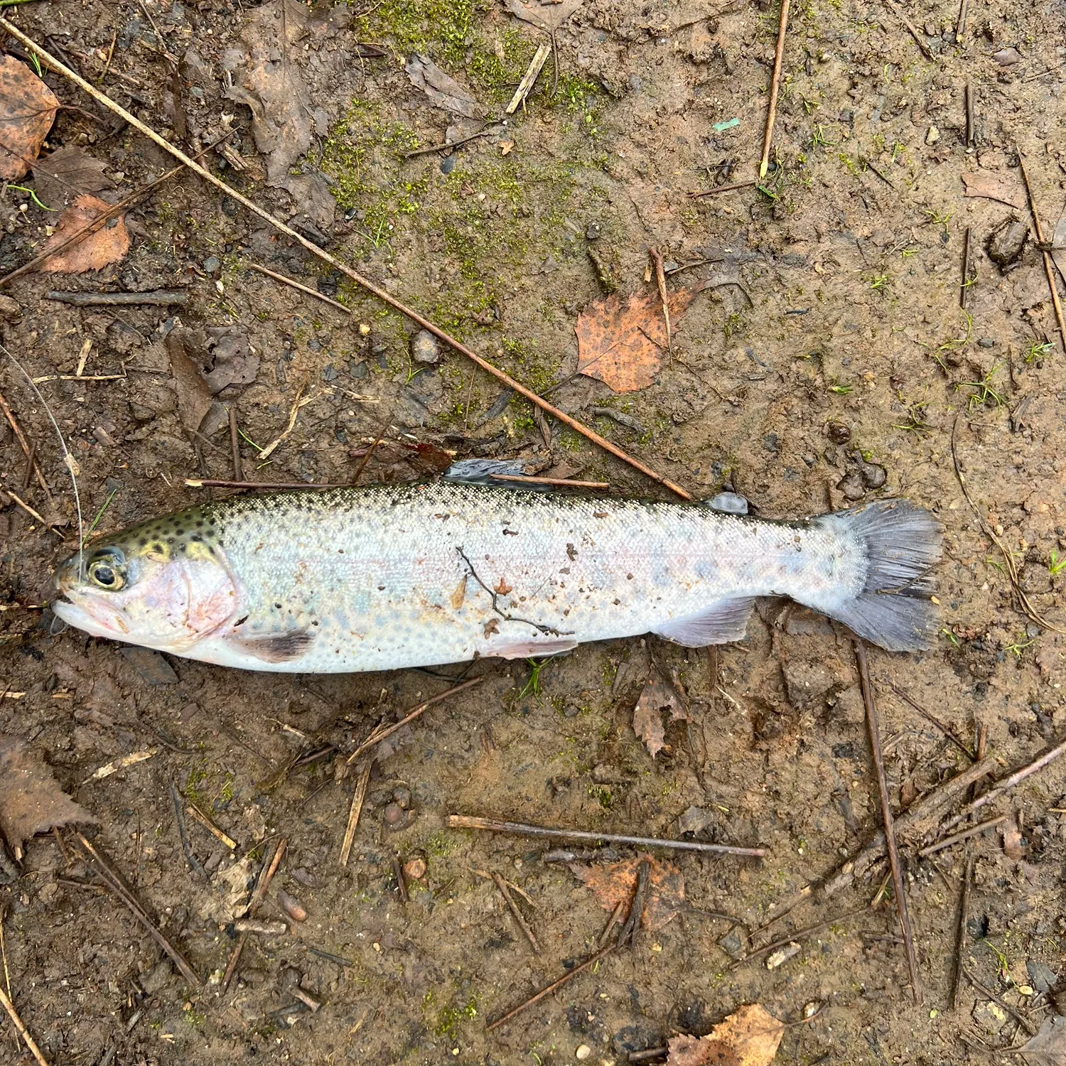 The most recent Rainbow trout catches on Fishbrain