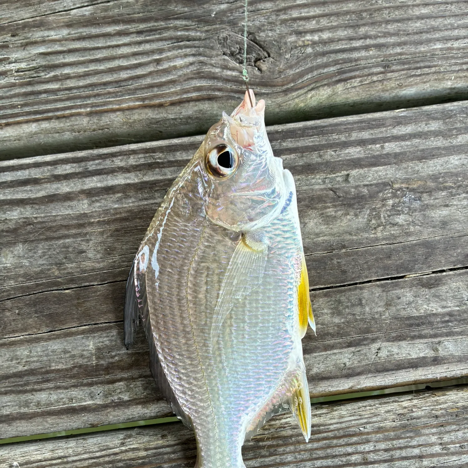 The most recent Irish mojarra catches on Fishbrain