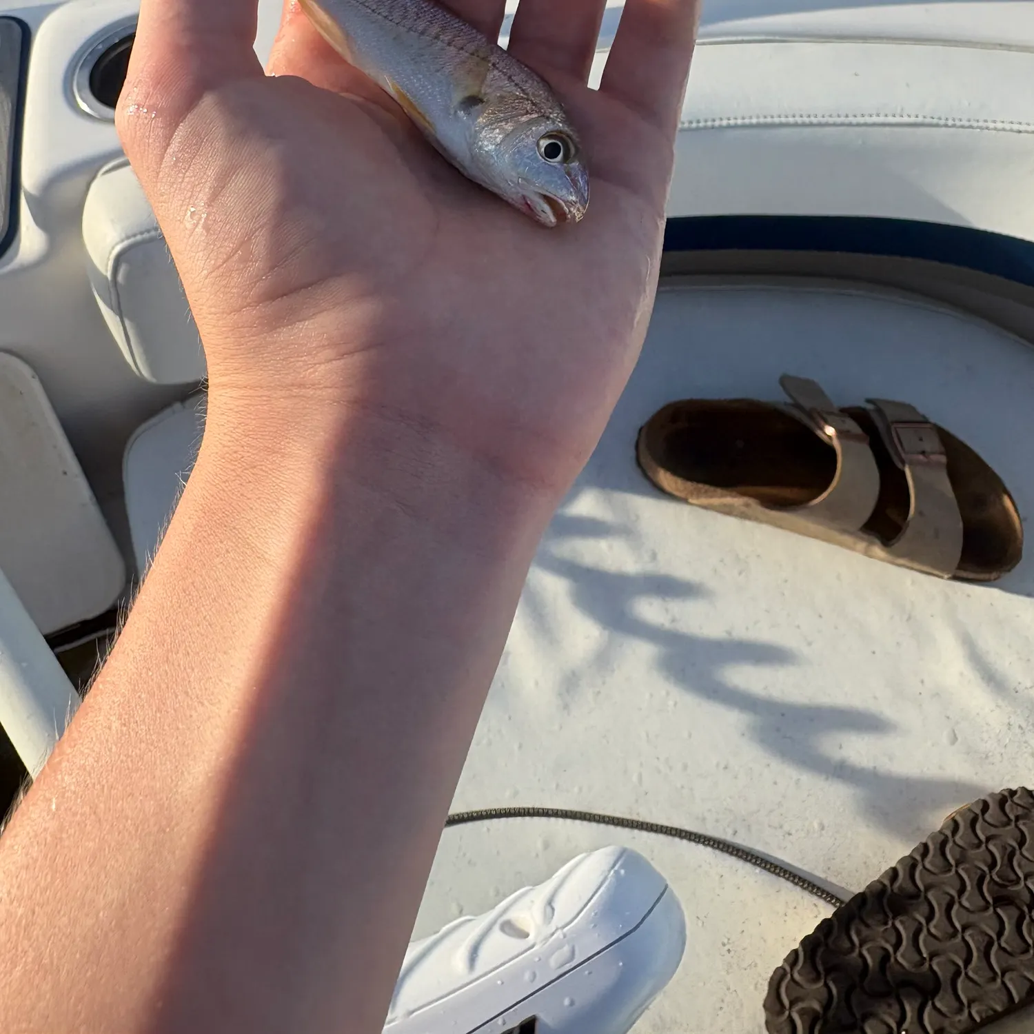 Atlantic croaker caught on Fishbrain