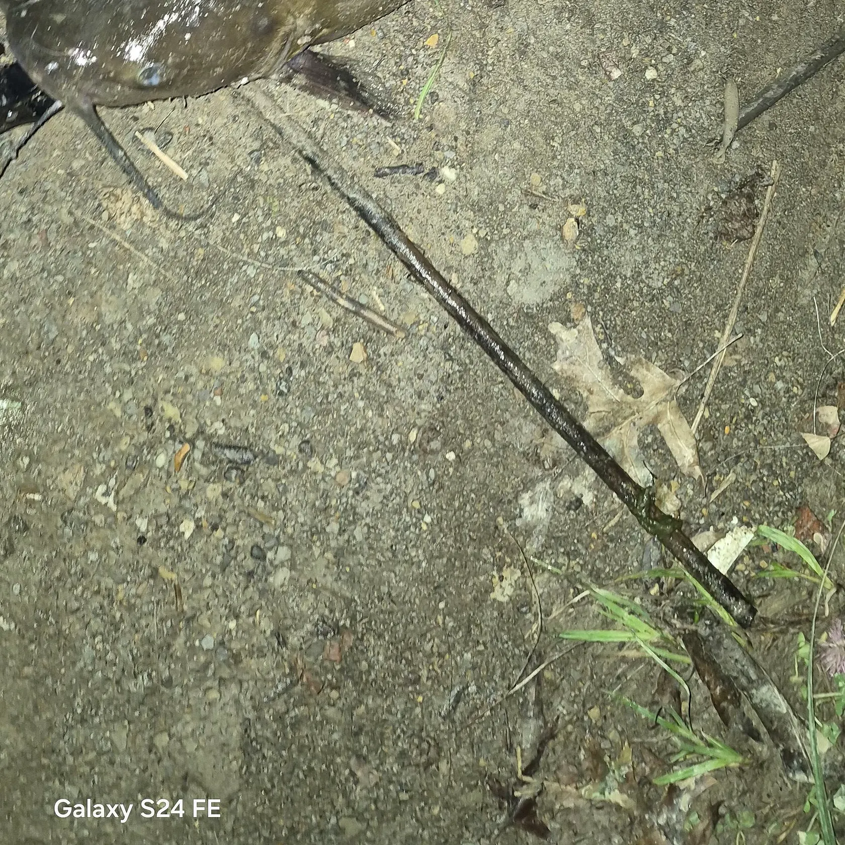 Channel catfish caught on Fishbrain