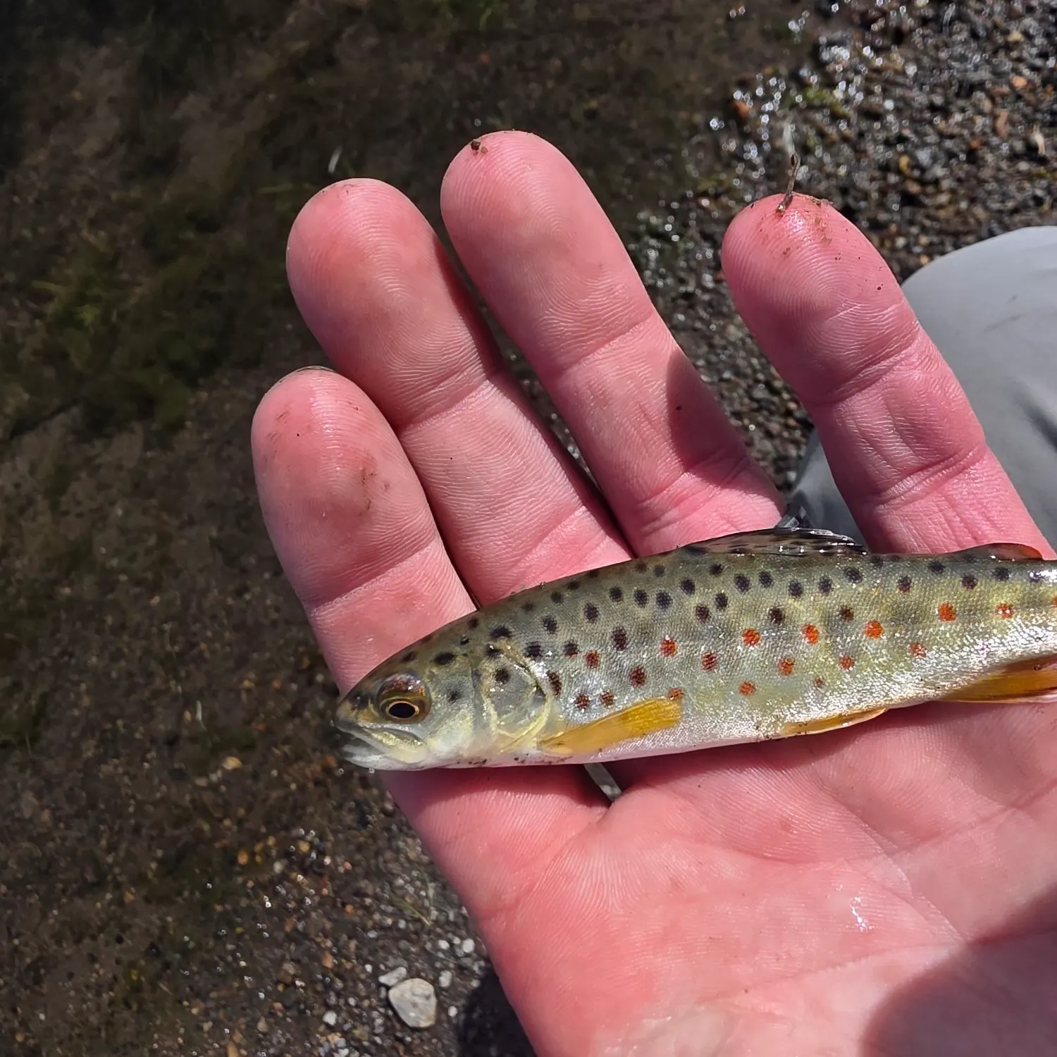 Brown trout caught on Fishbrain