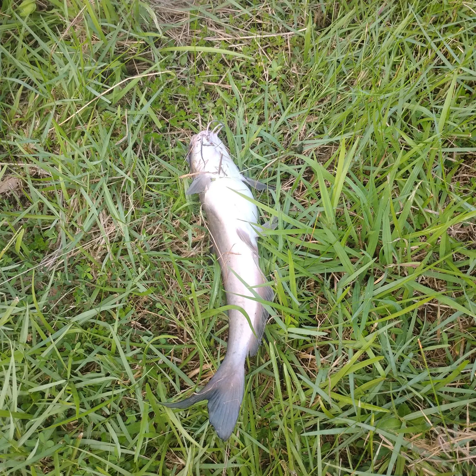 The most recent Channel catfish catches on Fishbrain