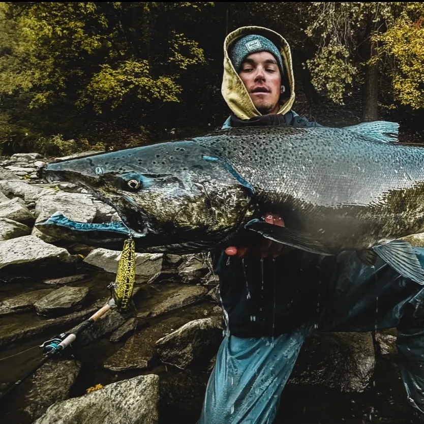 The most recent Chinook salmon catches on Fishbrain