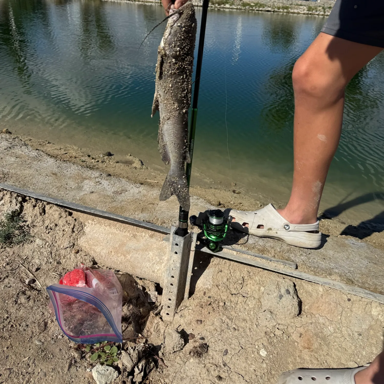 Channel catfish caught on Fishbrain