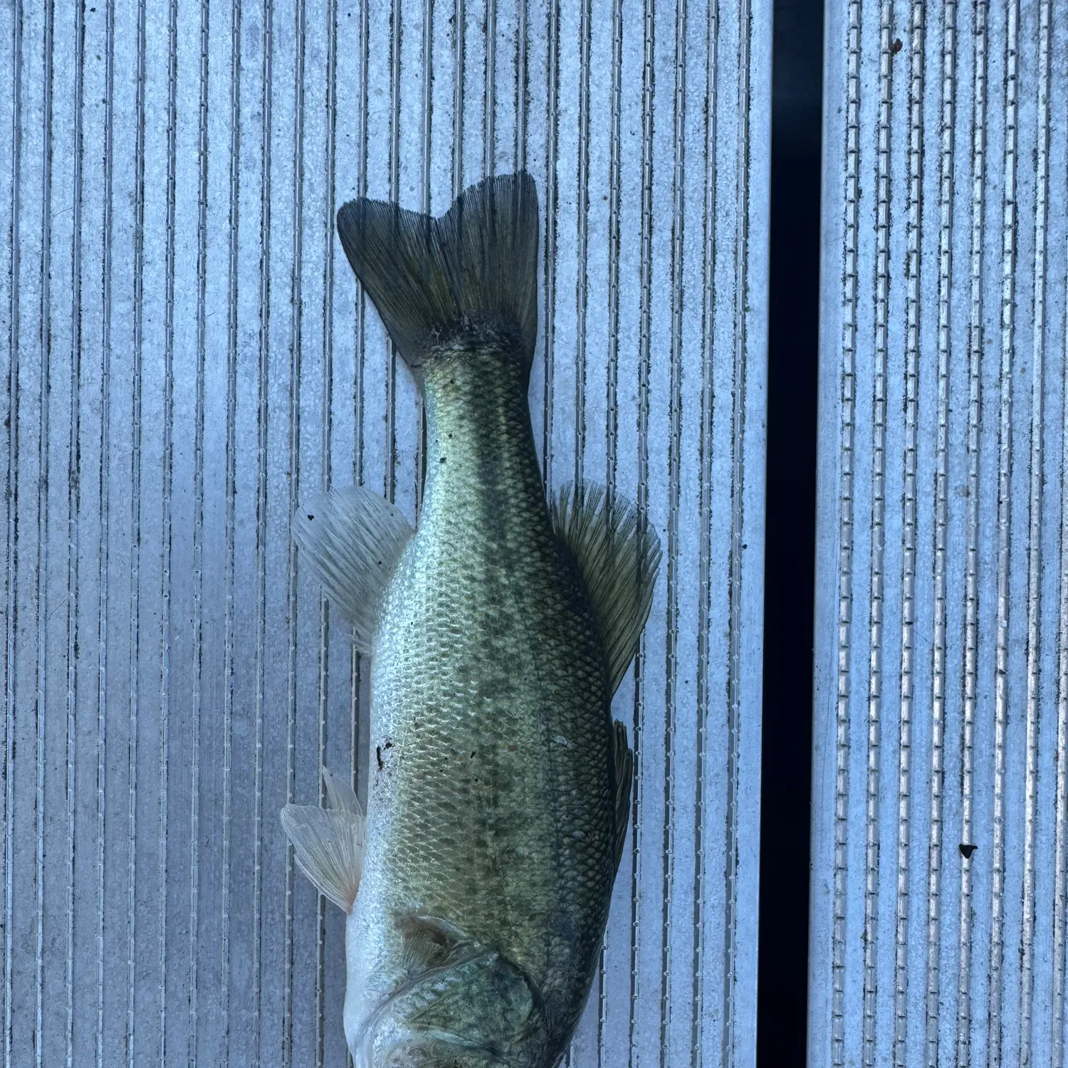 Spotted bass caught on Fishbrain