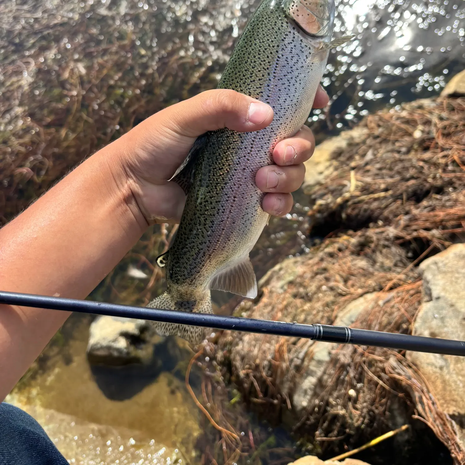 Rainbow trout caught on Fishbrain
