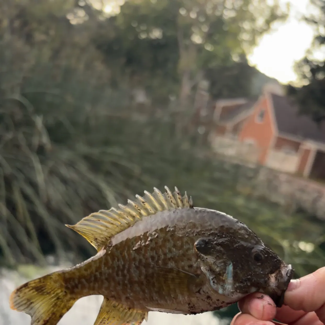 Greengill hybrid caught on Fishbrain