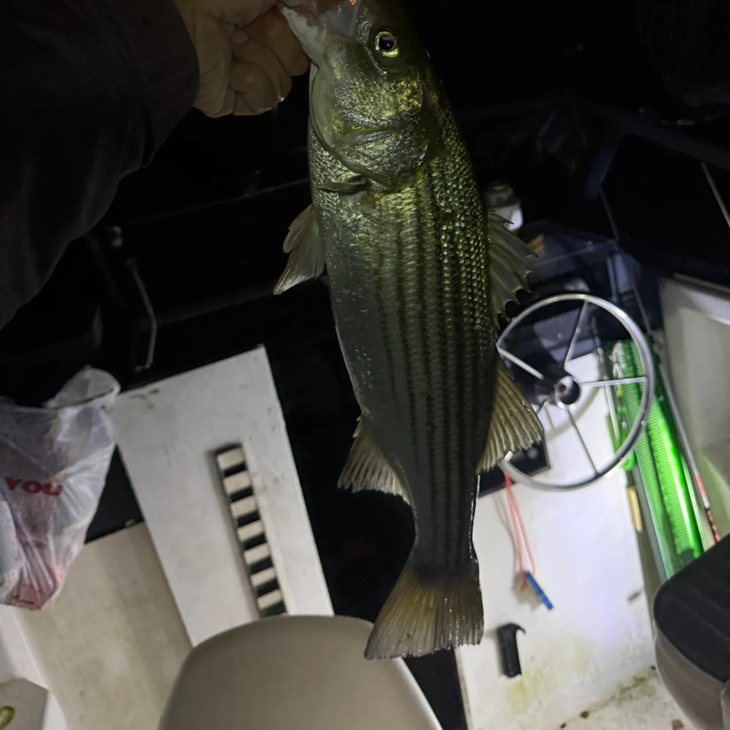 Striped bass caught on Fishbrain