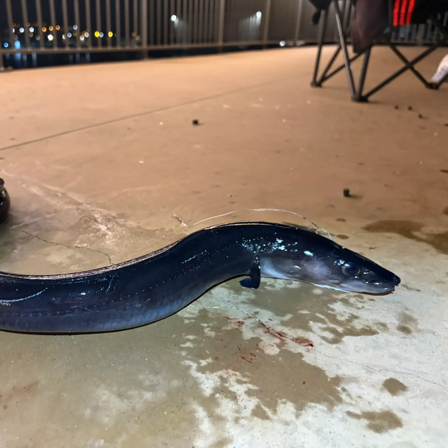 The most recent European conger catches on Fishbrain