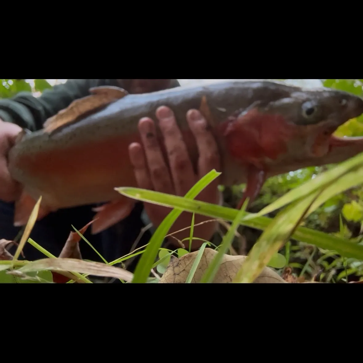 Rainbow trout caught on Fishbrain