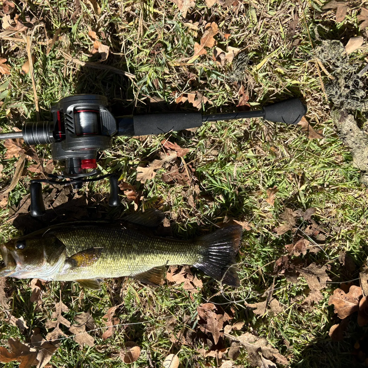 Largemouth bass caught on Fishbrain