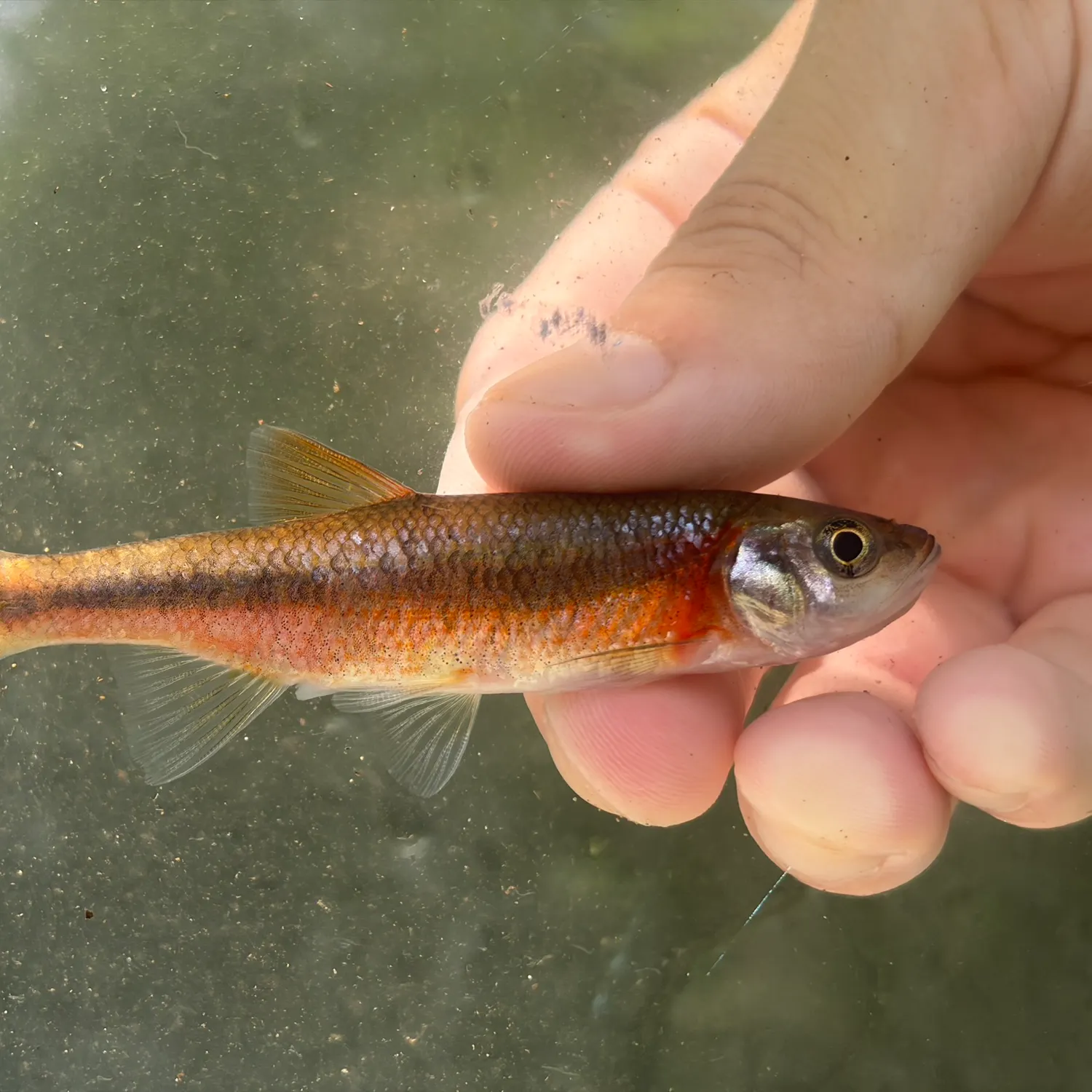 The most recent Rosyside dace catches on Fishbrain