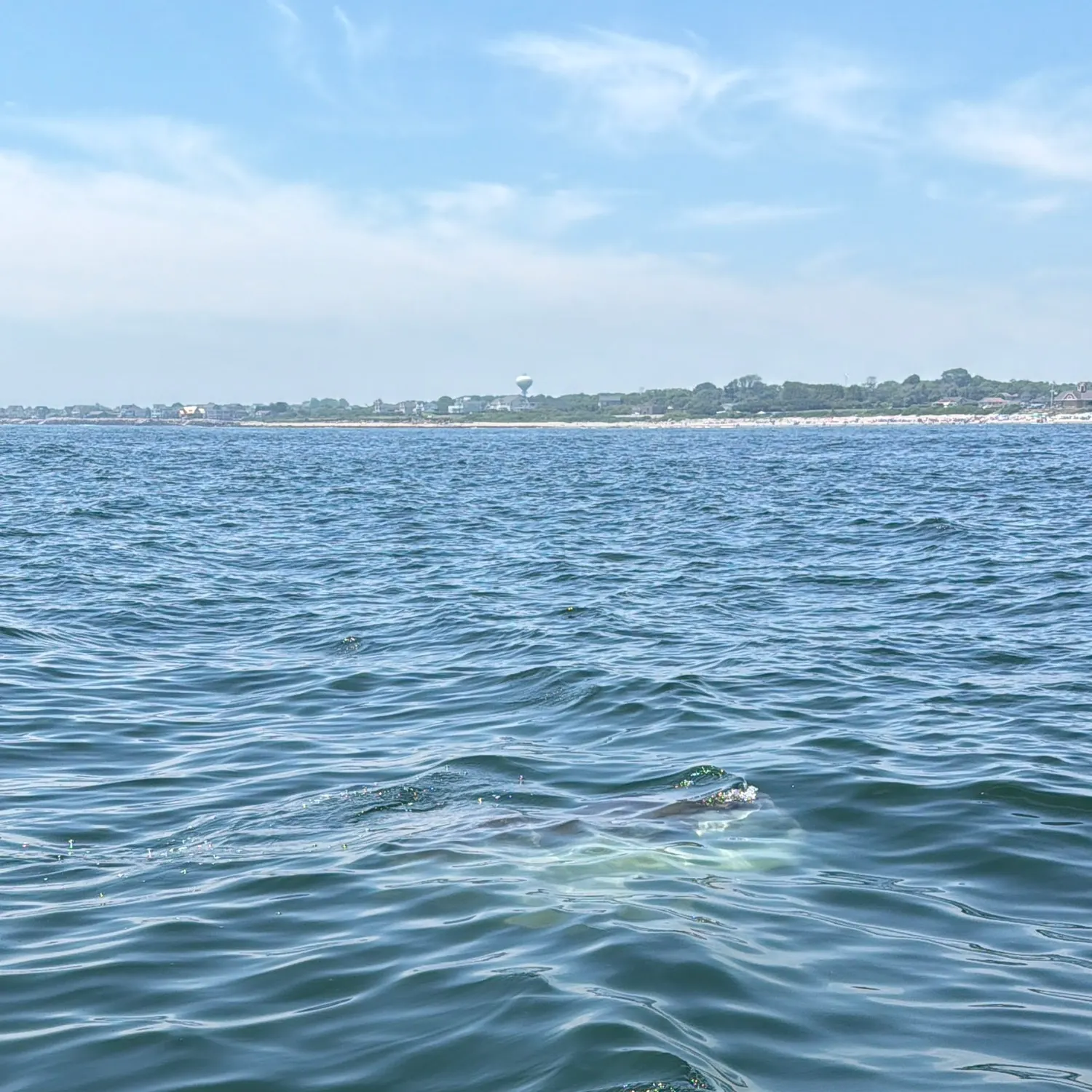 The most recent Ocean sunfish catches on Fishbrain