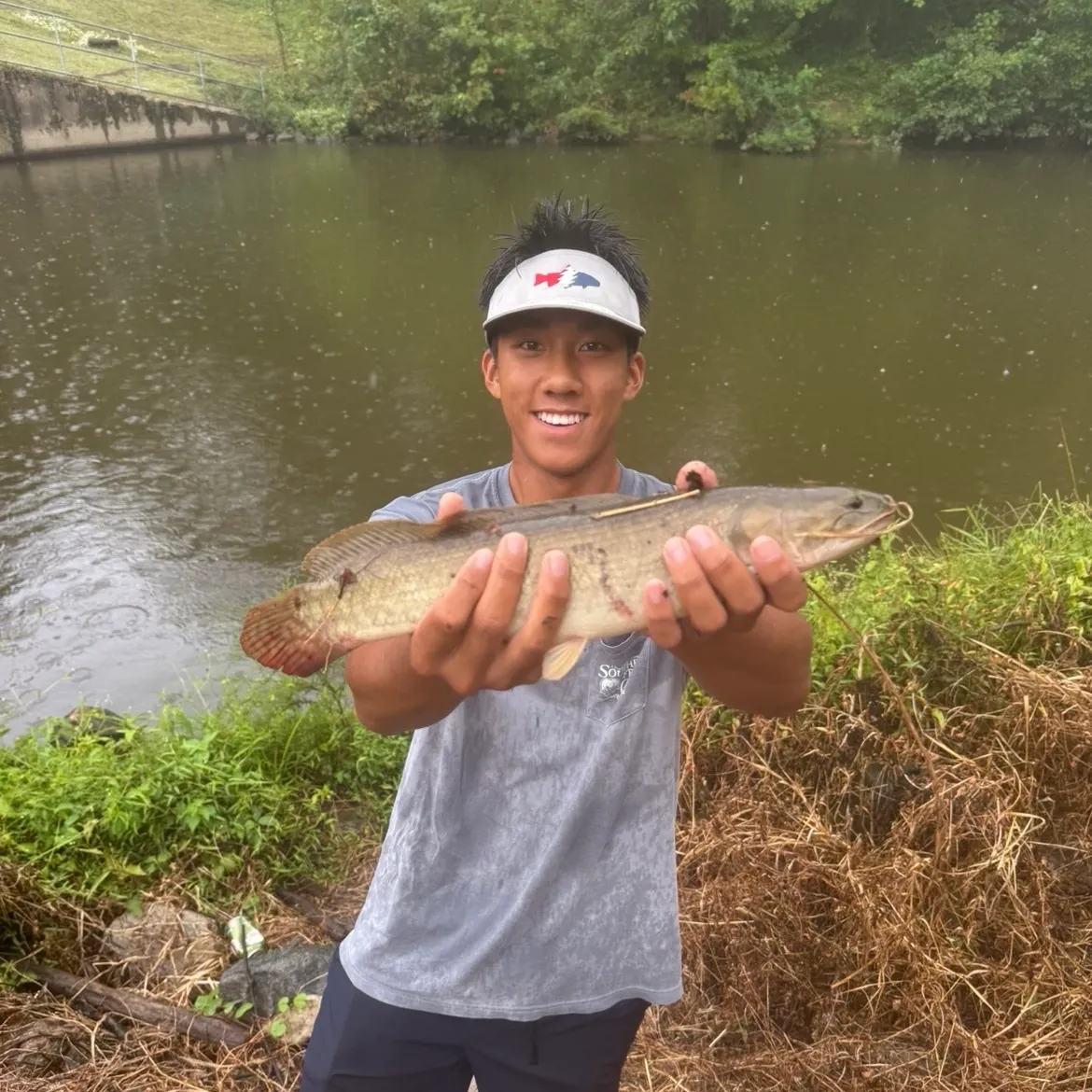 Ruddy bowfin caught on Fishbrain