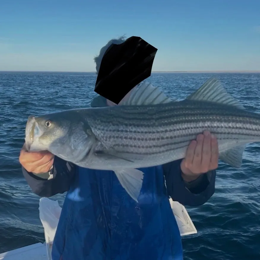 Striped bass caught on Fishbrain