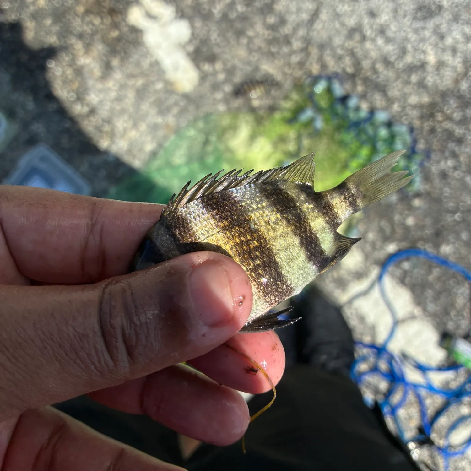 Sheepshead caught on Fishbrain