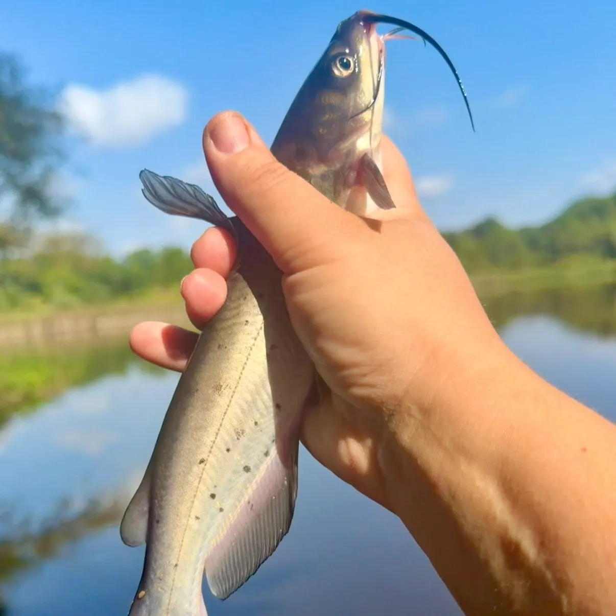 Channel catfish caught on Fishbrain