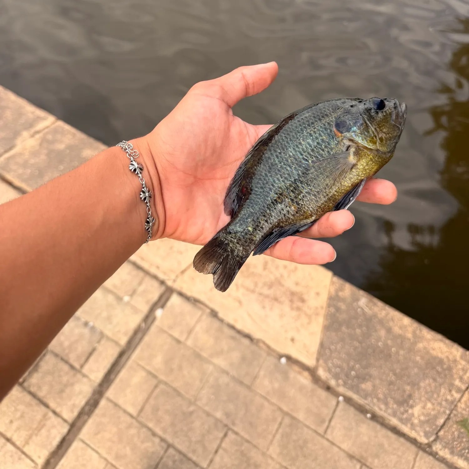 Bluegill caught on Fishbrain