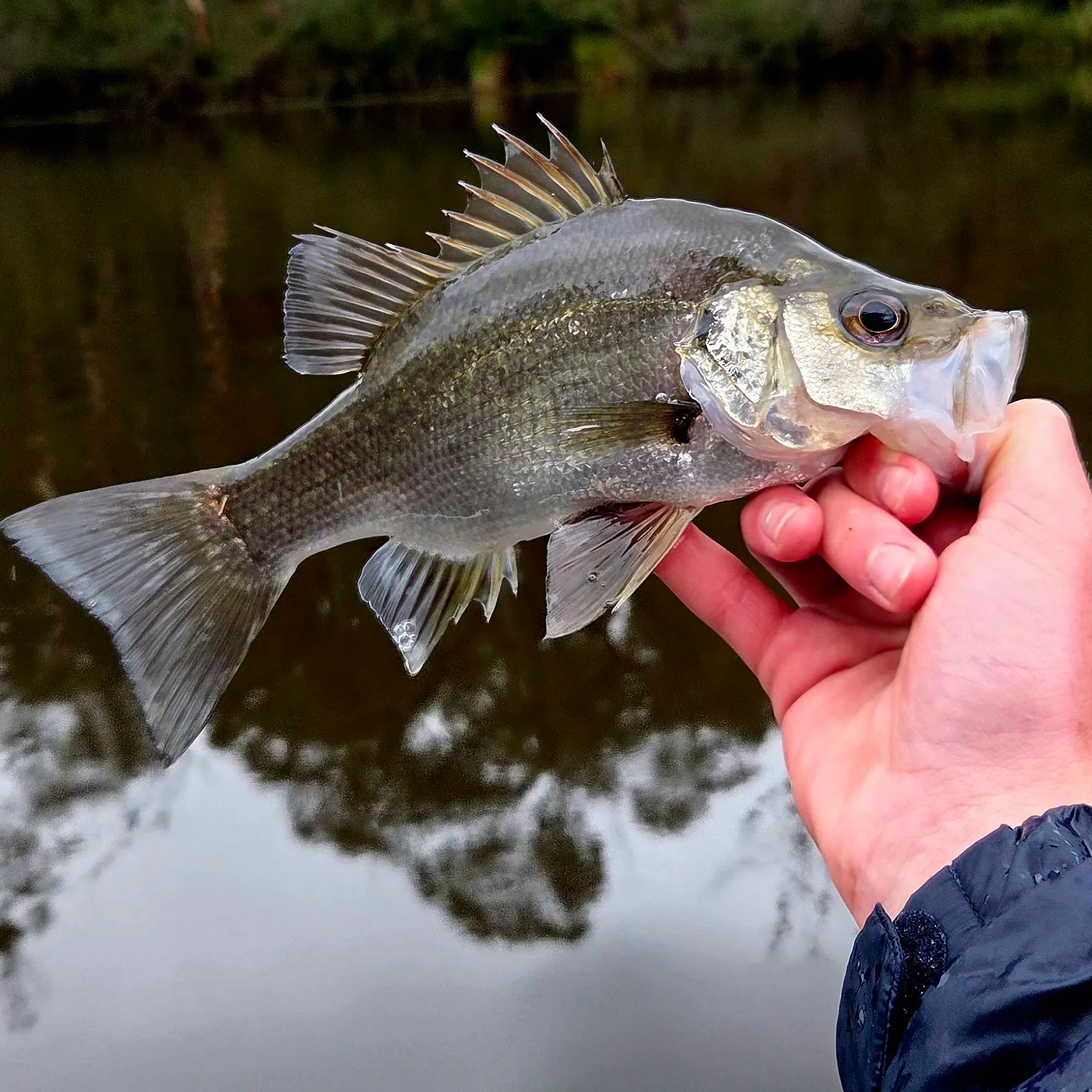 most liked catch image