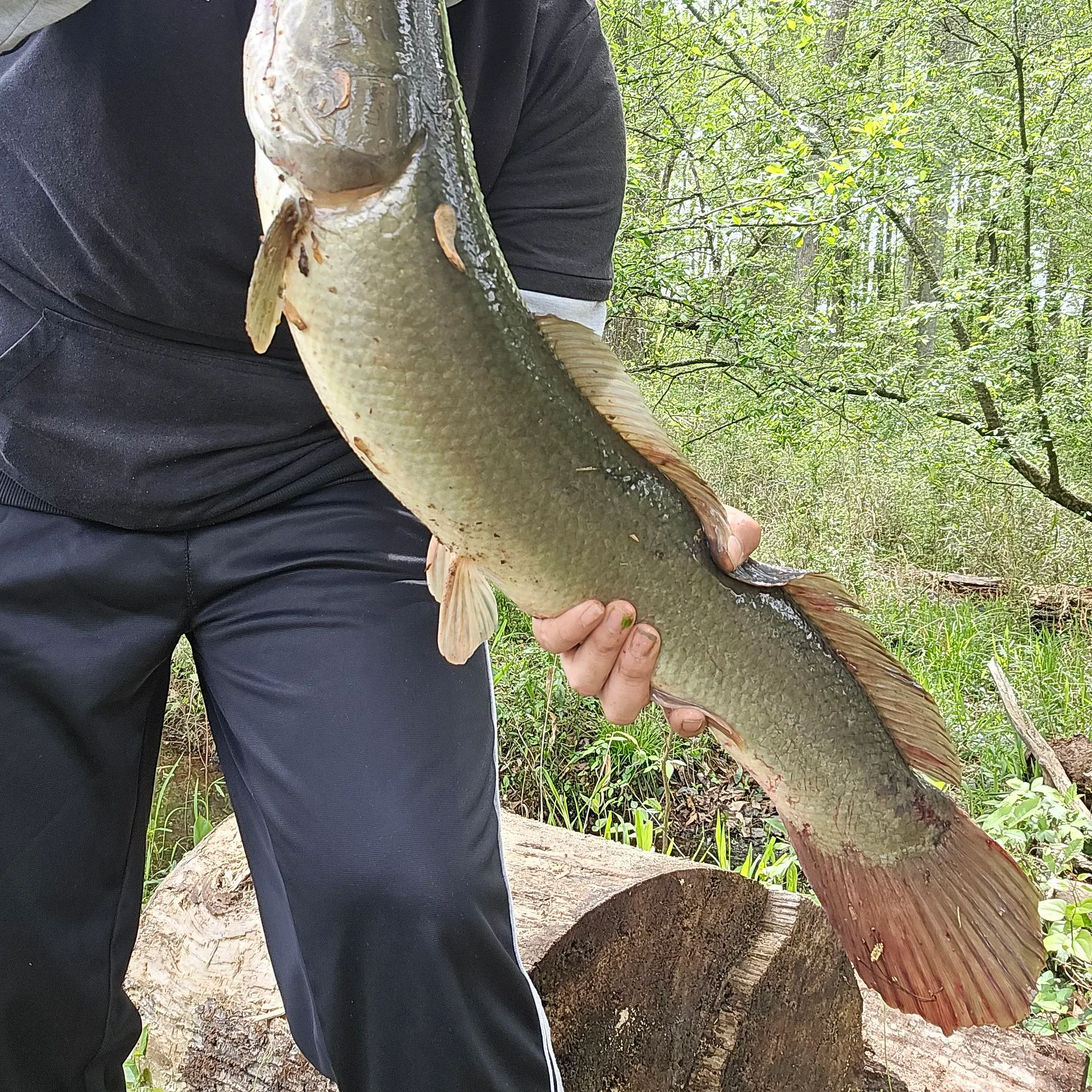 The most recent Ruddy bowfin catches on Fishbrain