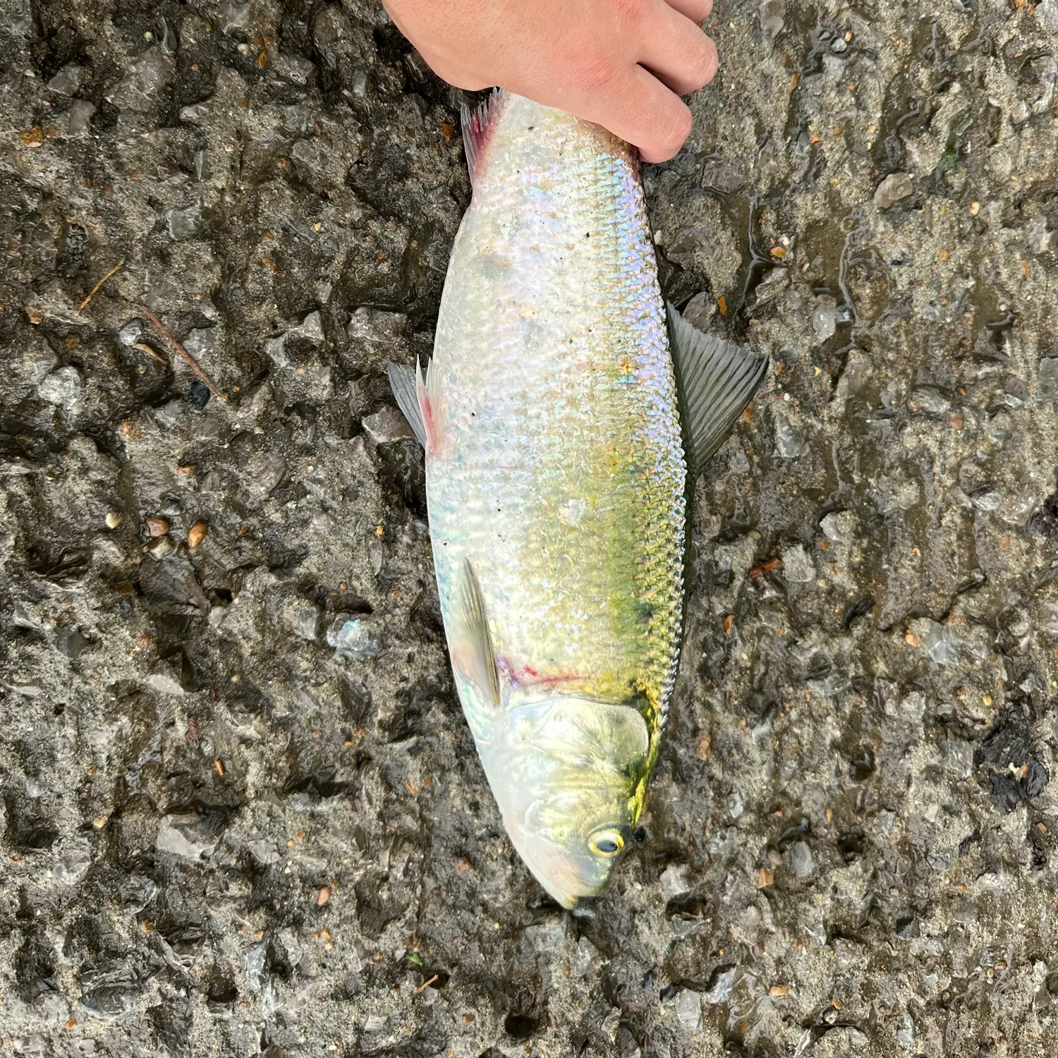 most liked catch image