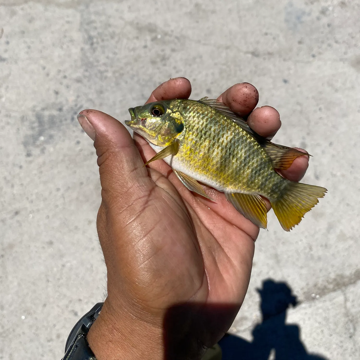 catch
