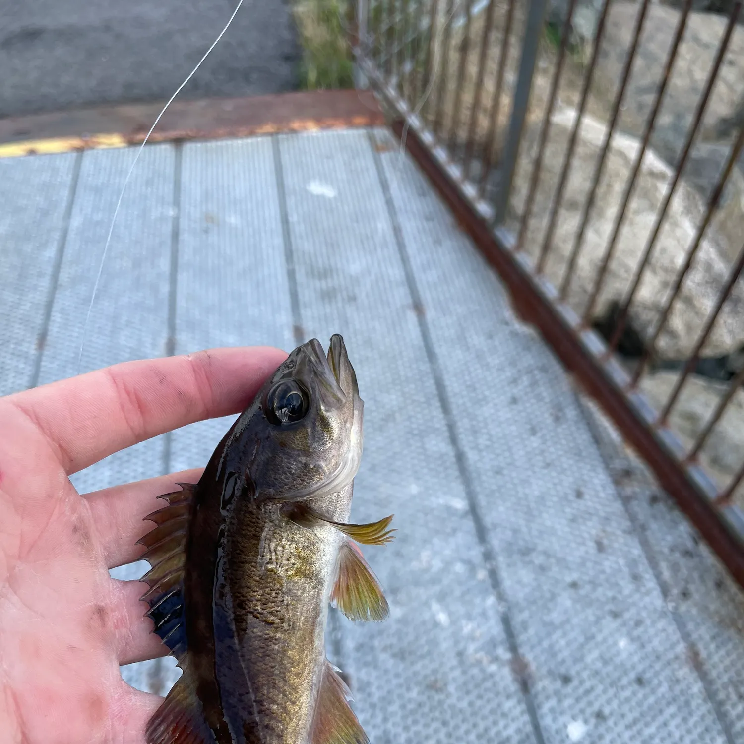 Yellowtail rockfish caught on Fishbrain