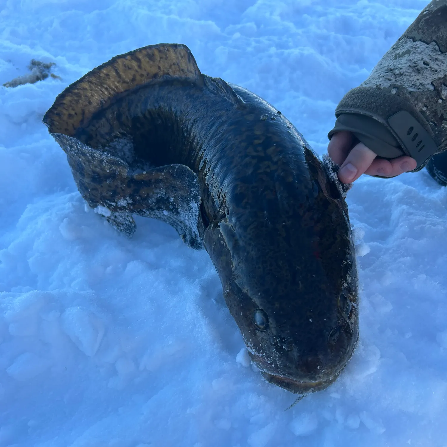 Burbot caught on Fishbrain