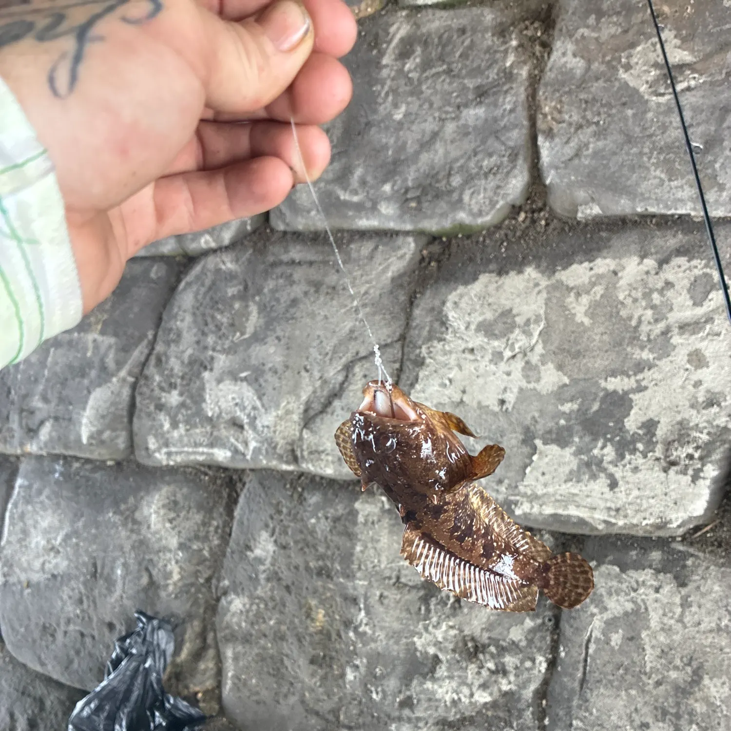 recently logged catches