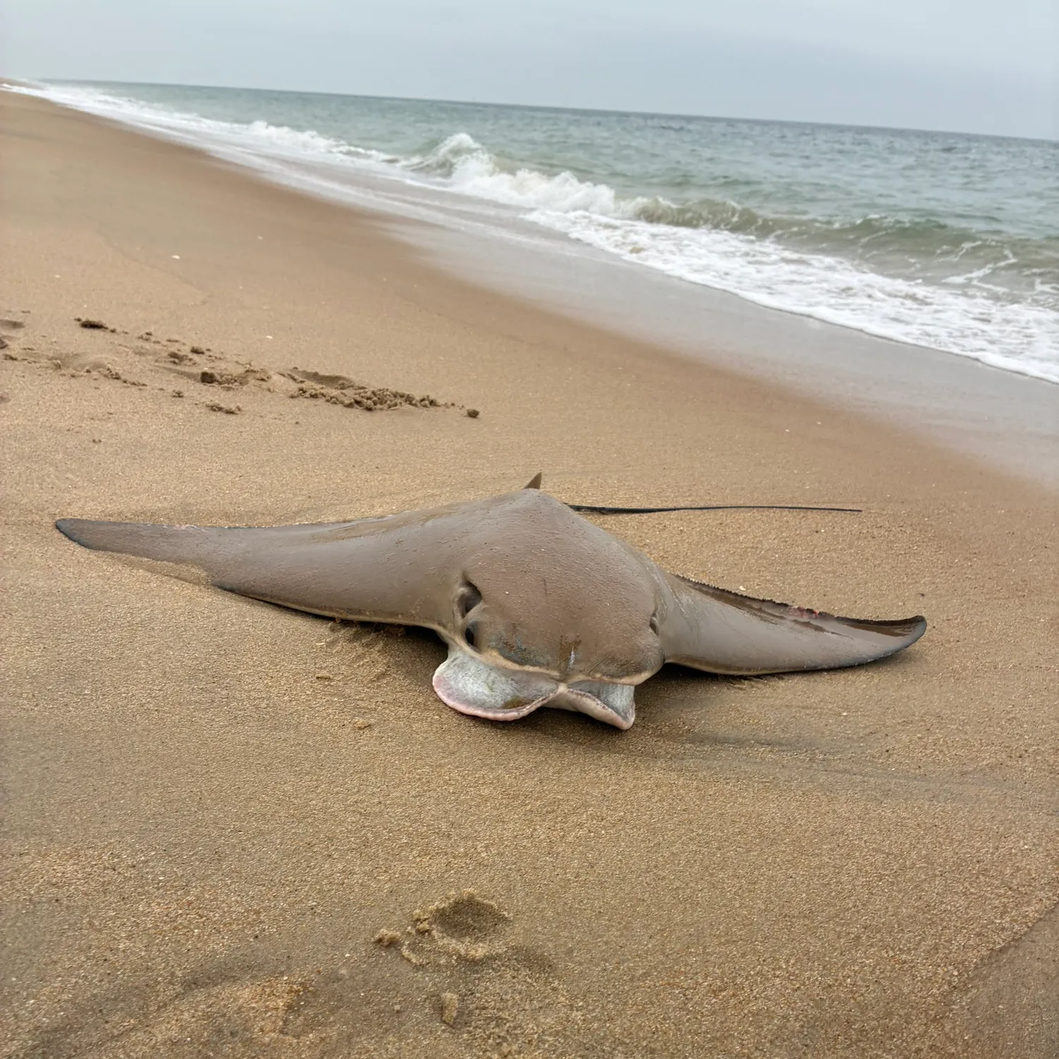 The most recent Cownose Ray catches on Fishbrain