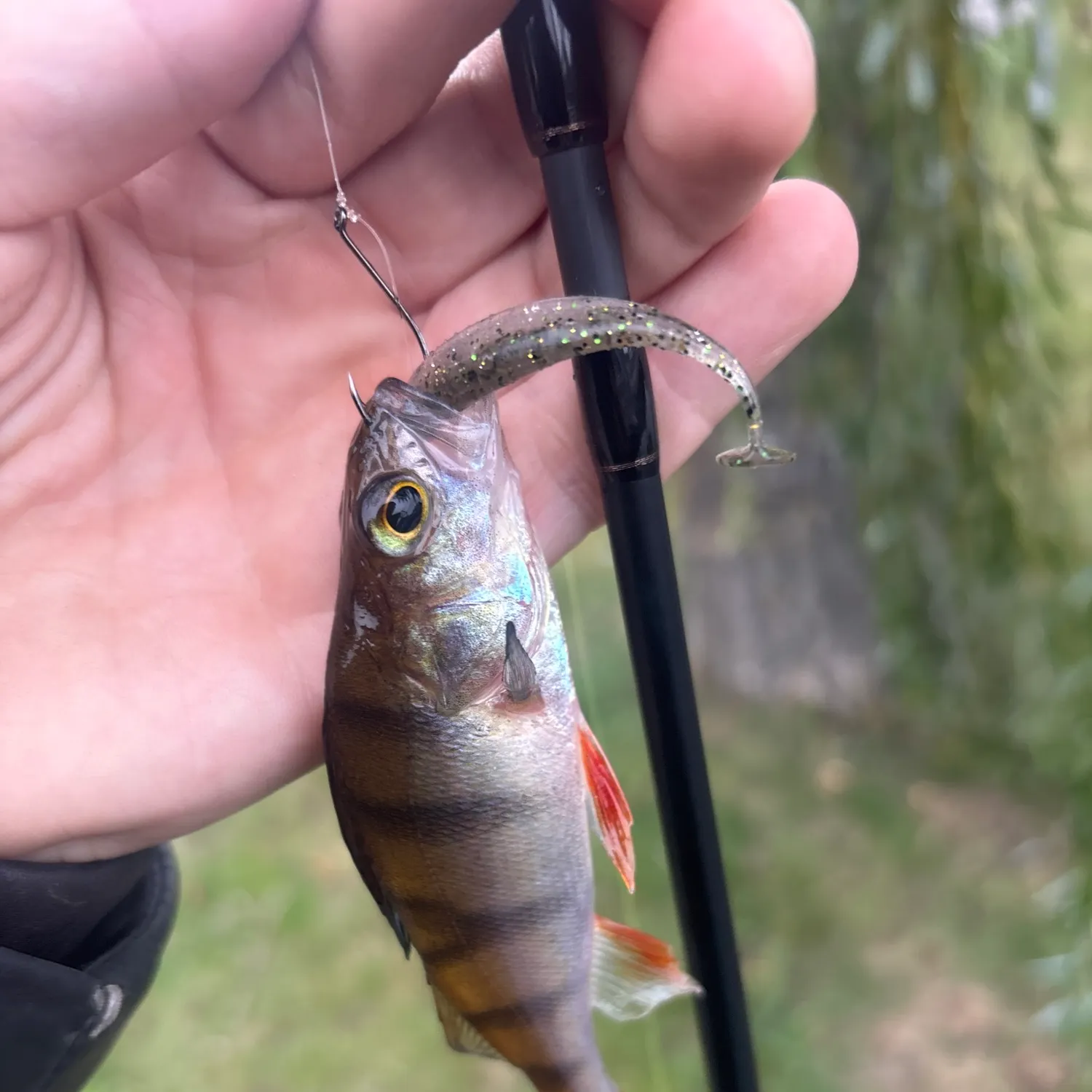 European perch caught on Fishbrain