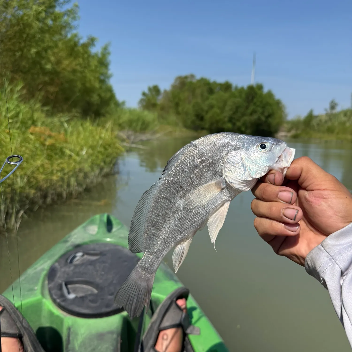 Freshwater drum caught on Fishbrain