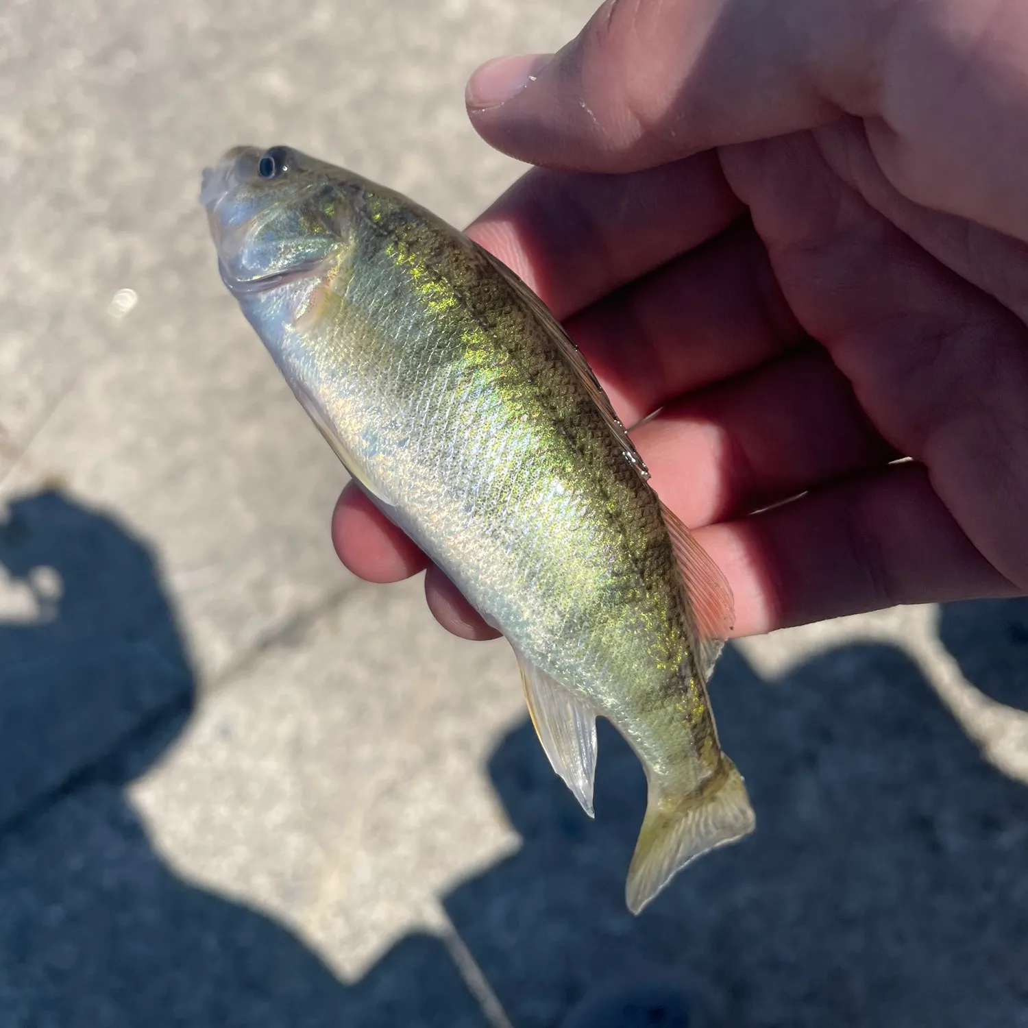 The most recent White crappie catches on Fishbrain