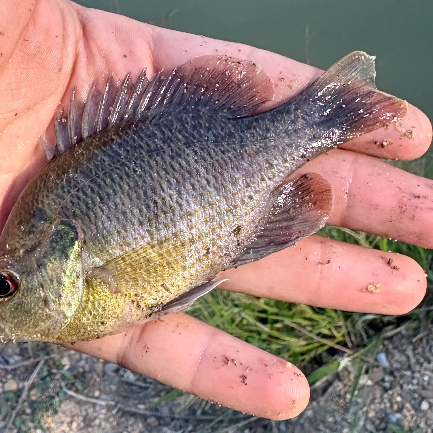 The most recent Redspotted sunfish catches on Fishbrain