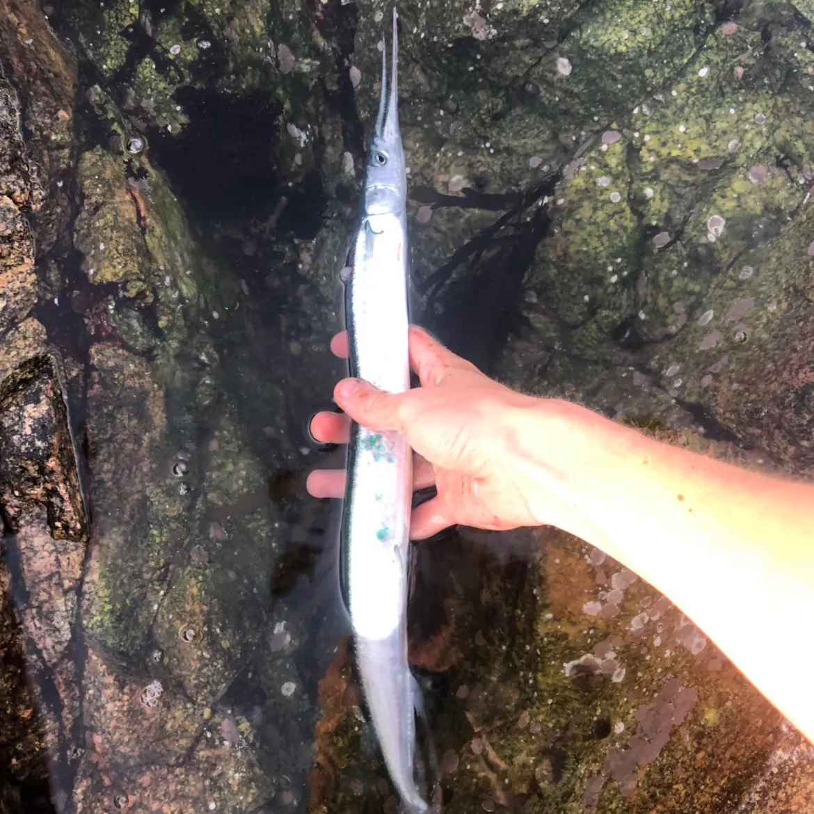 The most recent European garfish catches on Fishbrain