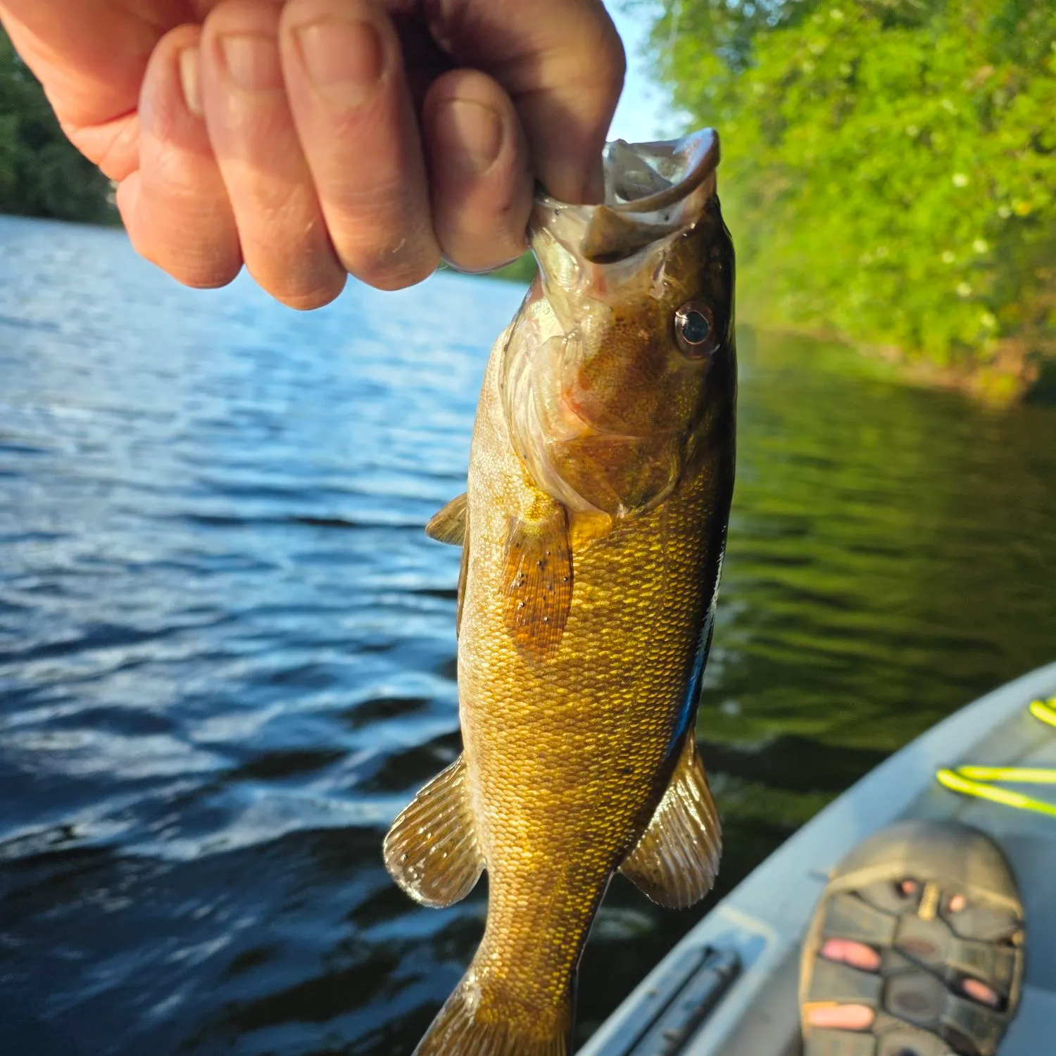 Smallmouth bass caught on Fishbrain