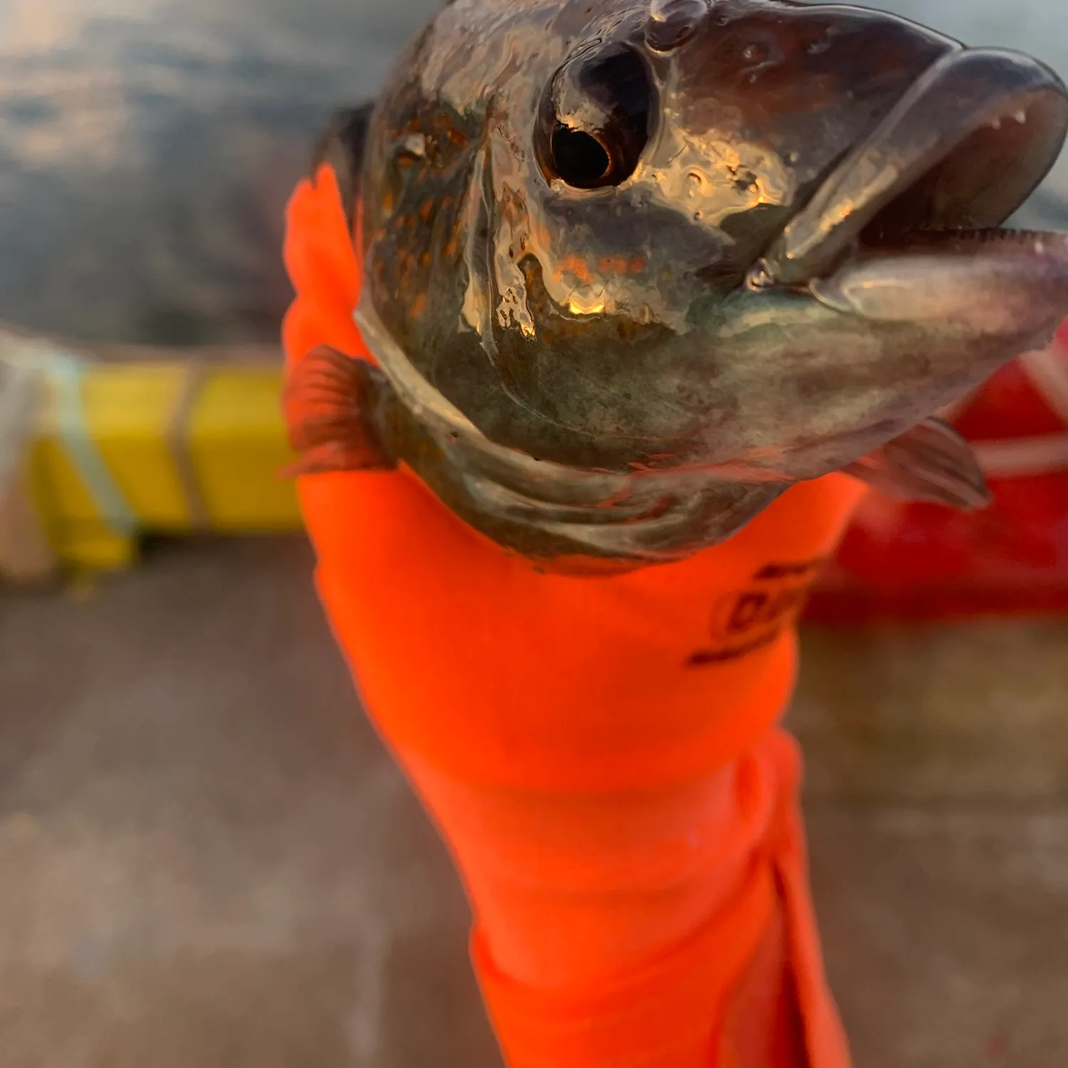 Cunner caught on Fishbrain