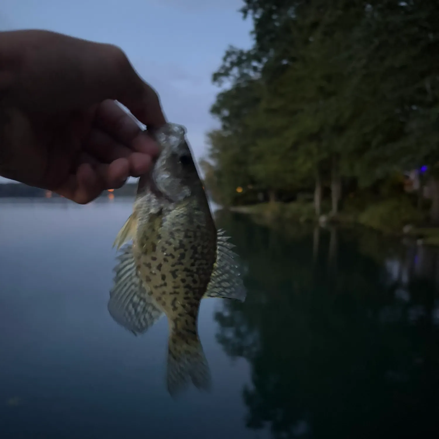 Black crappie caught on Fishbrain