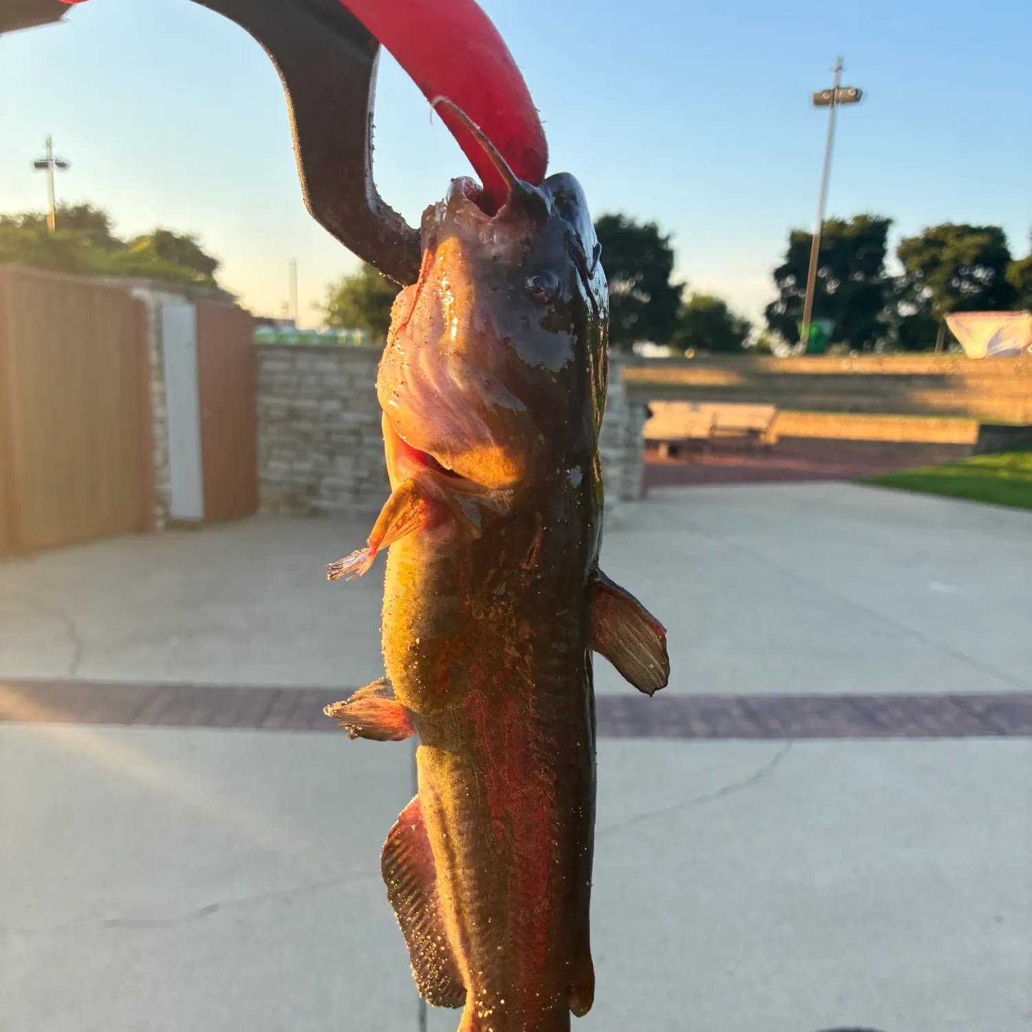 catch