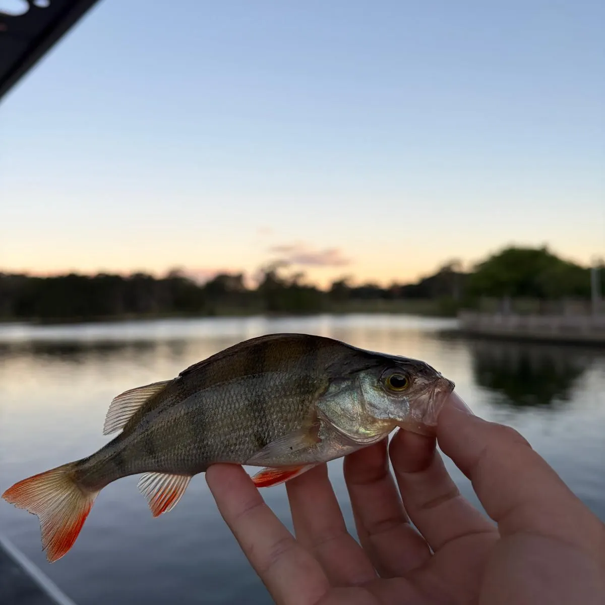 European perch caught on Fishbrain
