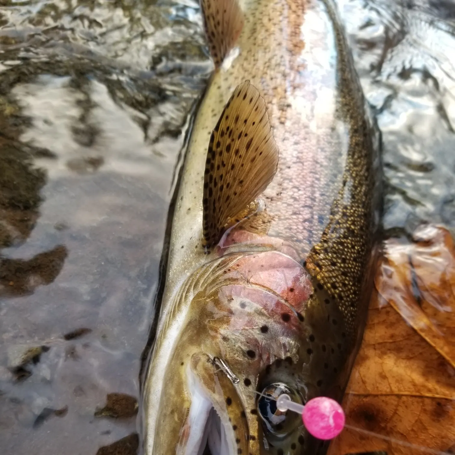 recently logged catches