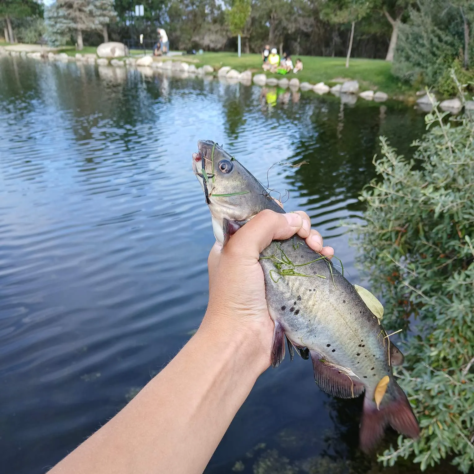 catch