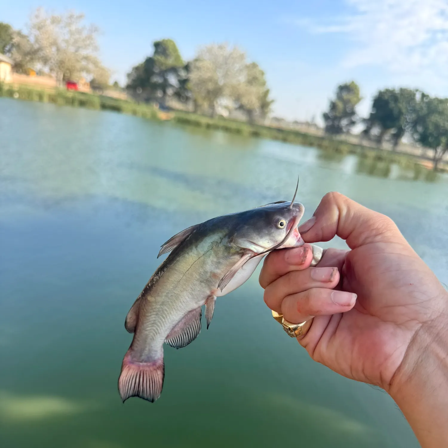 Black bullhead caught on Fishbrain