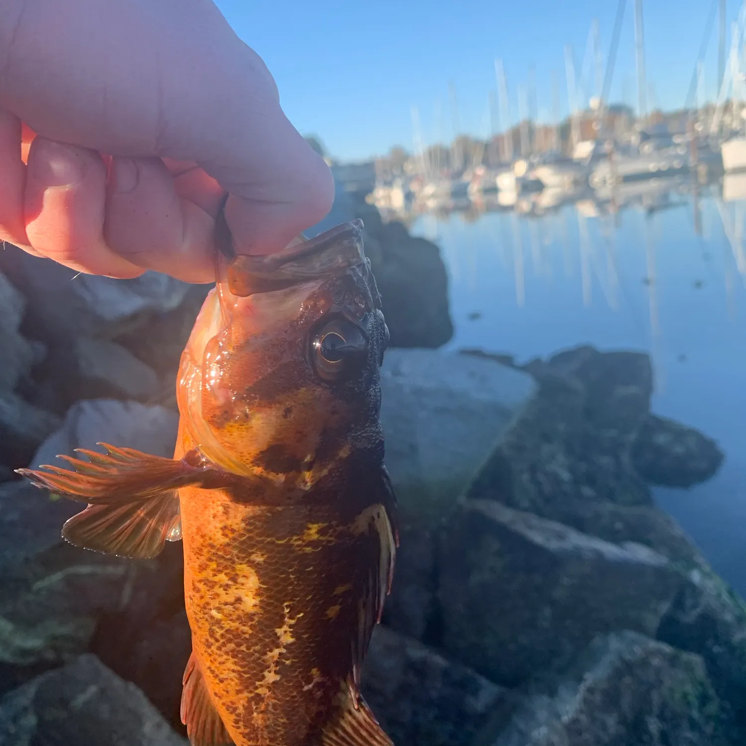 Copper rockfish caught on Fishbrain