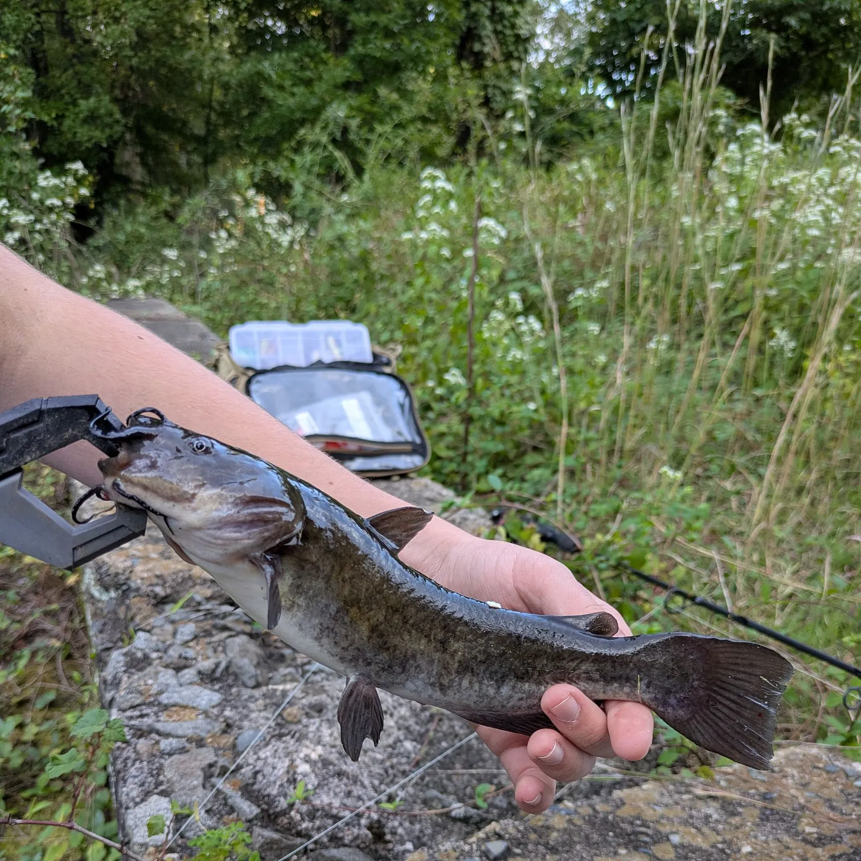 The most recent Flat bullhead catches on Fishbrain