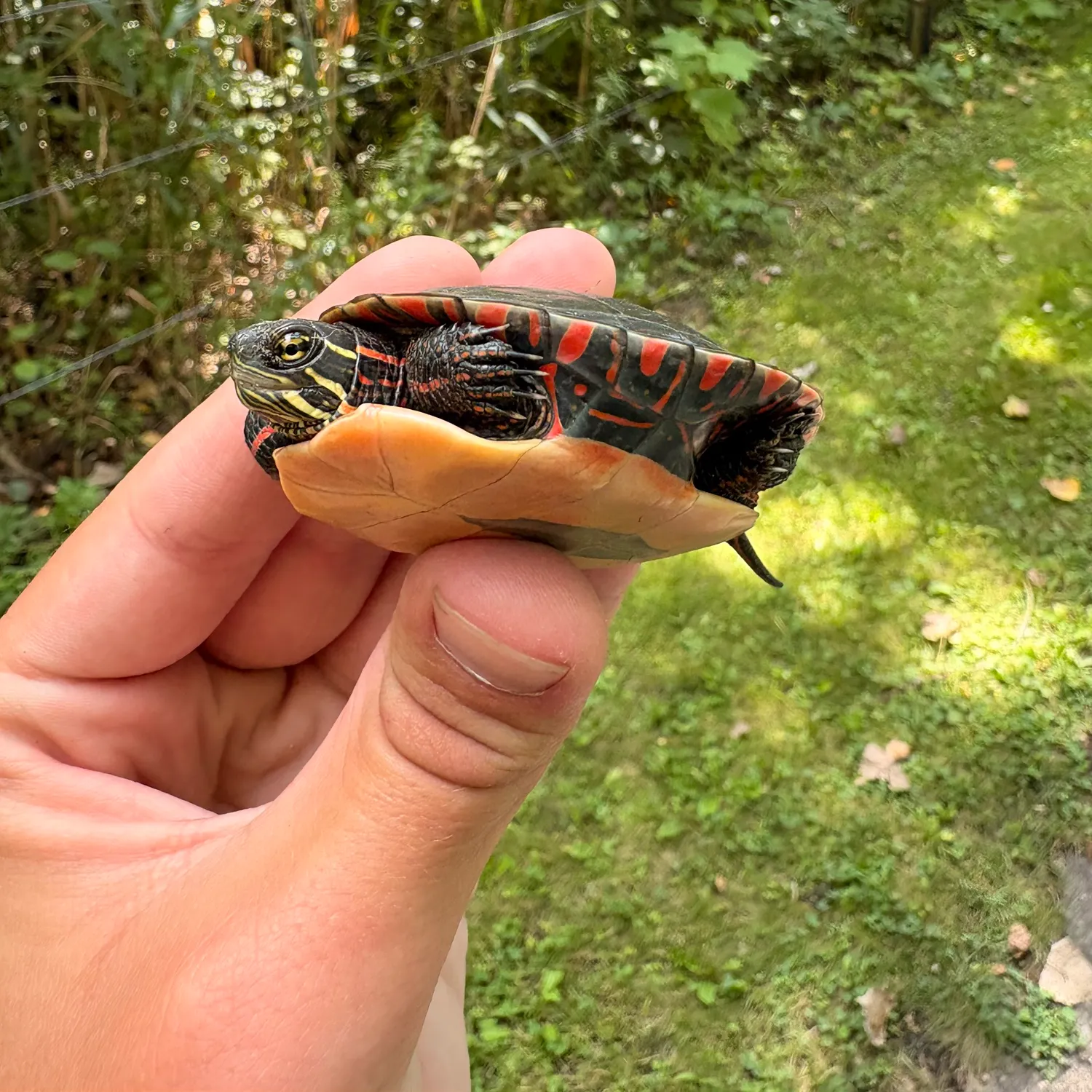 The most recent Painted turtle catches on Fishbrain