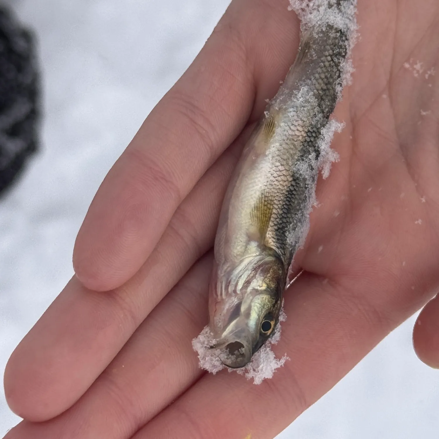 The most recent Creek chub catches on Fishbrain