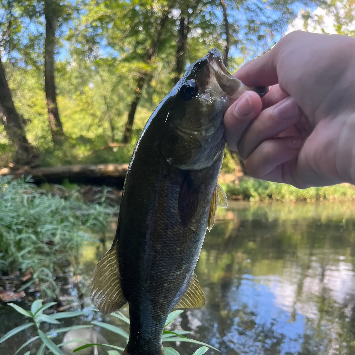 Smallmouth bass caught on Fishbrain