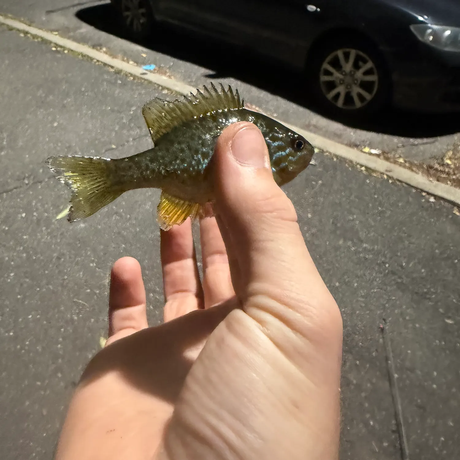 Pumpkinseed caught on Fishbrain